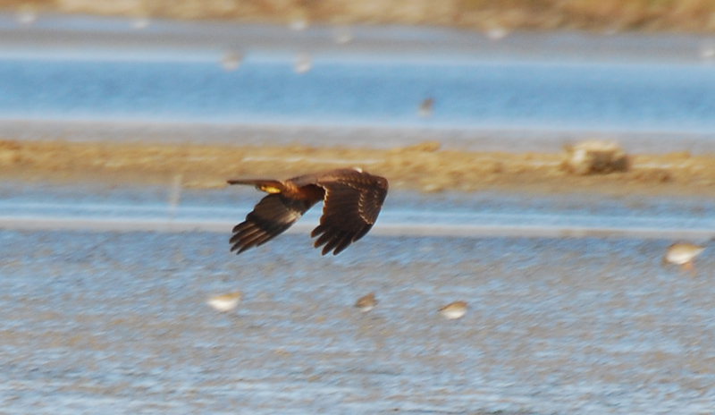 Rapace a Orbetello... una poiana??????